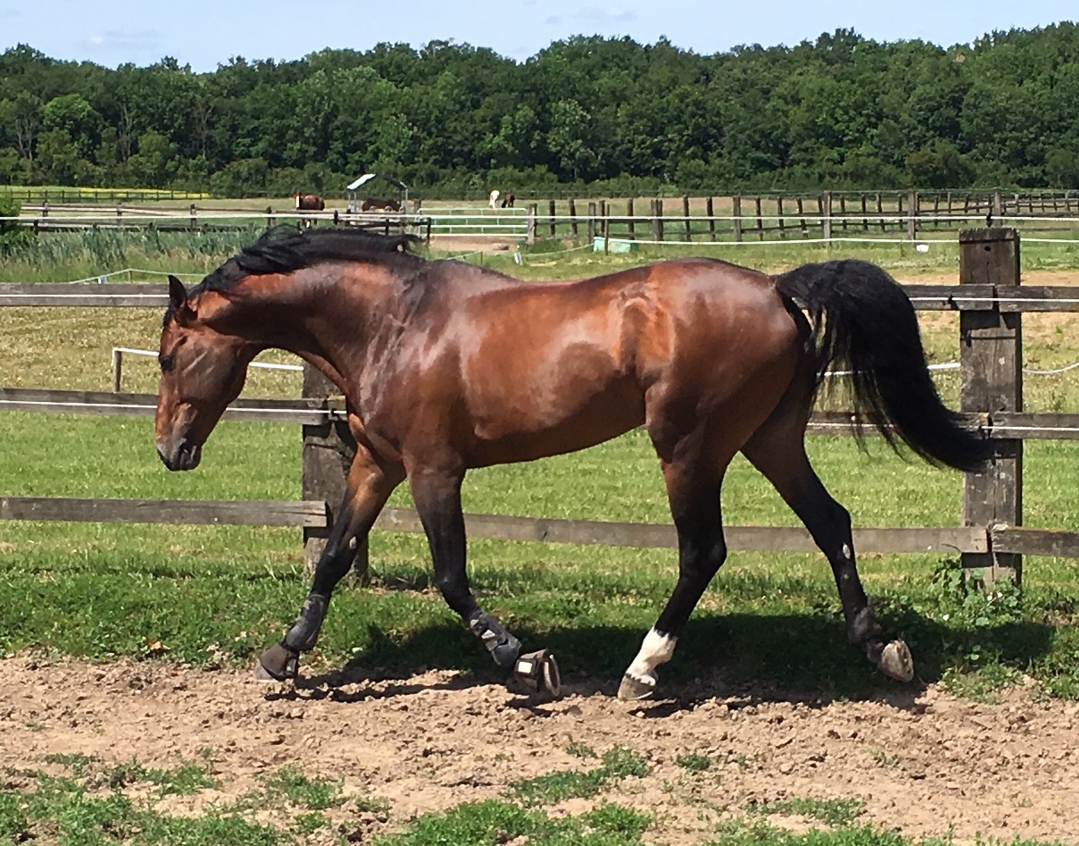 Accompagnement du cheval de sport